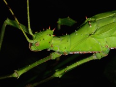 Heteropteryx dilatata
