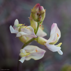 Astragalus whitneyi
