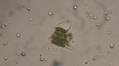 Scenedesmaceae