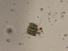 Scenedesmaceae