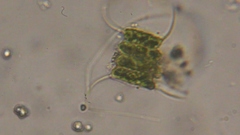 Scenedesmaceae