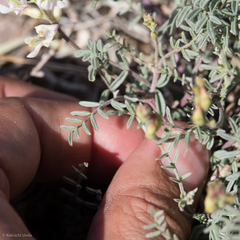 Astragalus whitneyi