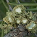 Usnea scabrida - Photo (c) User:JarrahTree, some rights reserved (CC BY)