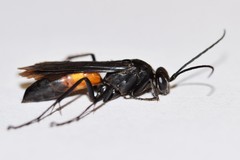 Sericopompilus apicalis