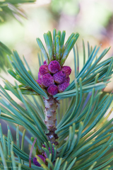 Pinus monticola