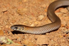 Delma plebeia