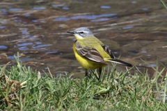 Motacilla flava beema