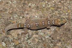 Oedura elegans