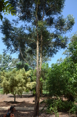 Eucalyptus pilularis