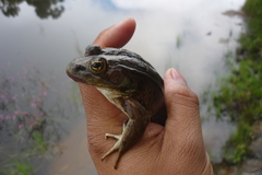 Lithobates montezumae