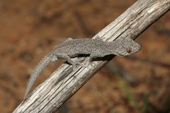 Strophurus williamsi