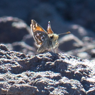 Nevada Skipper photo 3