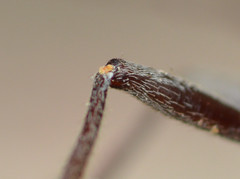Elaphidion linsleyi