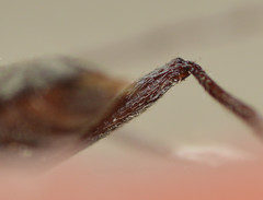 Elaphidion linsleyi