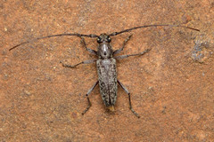 Elaphidion linsleyi