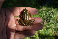 Lithobates montezumae