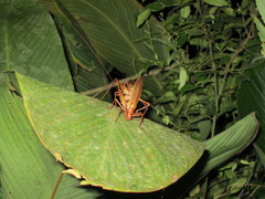 Ischnomela pulchripennis