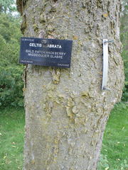 Celtis planchoniana