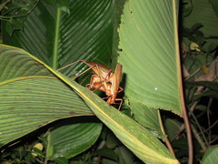Ischnomela pulchripennis