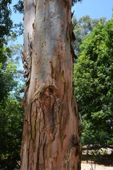 Eucalyptus saligna