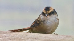 Aphrastura spinicauda spinicauda