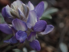 Lupinus lepidus lobbii