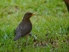 Turdus pelios