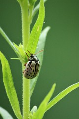 Calligrapha philadelphica
