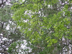 Celtis planchoniana
