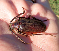 Prionus californicus
