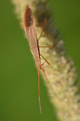 Protenor belfragei
