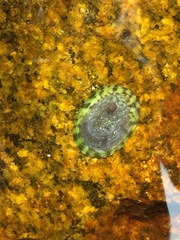 Testudinalia testudinalis