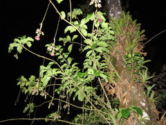 Merinthopodium neuranthum