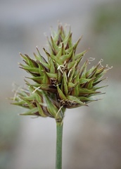Divisae