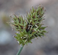 Divisae