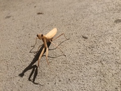 Mantis religiosa