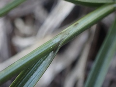 Divisae