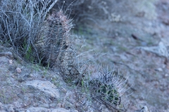 Austrocactus bertinii