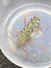 Megacyllene robiniae