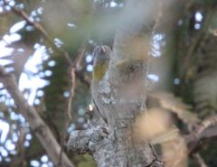 Chloropicus griseocephalus