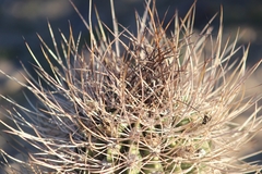 Echinopsis leucantha