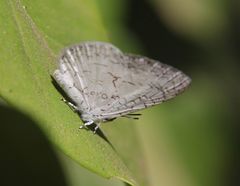 Spalgis lemolea lemolea