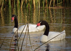 Cygnus melancoryphus