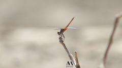 Brachymesia