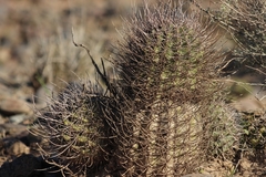 Echinopsis leucantha