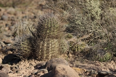 Echinopsis leucantha