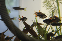 Trigonostigma heteromorpha