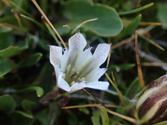 Gentiana newberryi tiogana