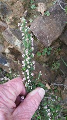 Erica paniculata