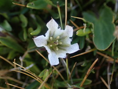 Gentiana newberryi tiogana